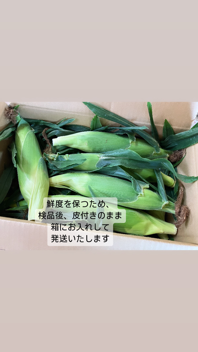 miko様 湘南ゴールド3kg - 果物