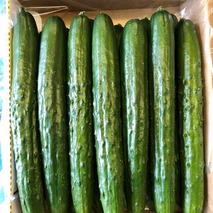 コフナ認定　春作　諏訪湖のきゅうり