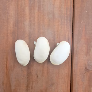 無農薬・無肥料・自家採取の【白なた豆】の種 ３粒［奈良県産］