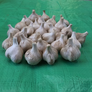 にんにく・ごぼうセット(土付き)