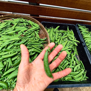 採りたて直送！！絹さや＆スナップエンドウ500g