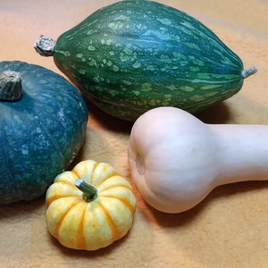 カボチャ5種、栗系、白爵、ロロン、バターナッツ、コリンキー