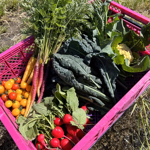 朝どれ！新鮮！のぐちファーム安曇野産季節の野菜フルセット100サイズ