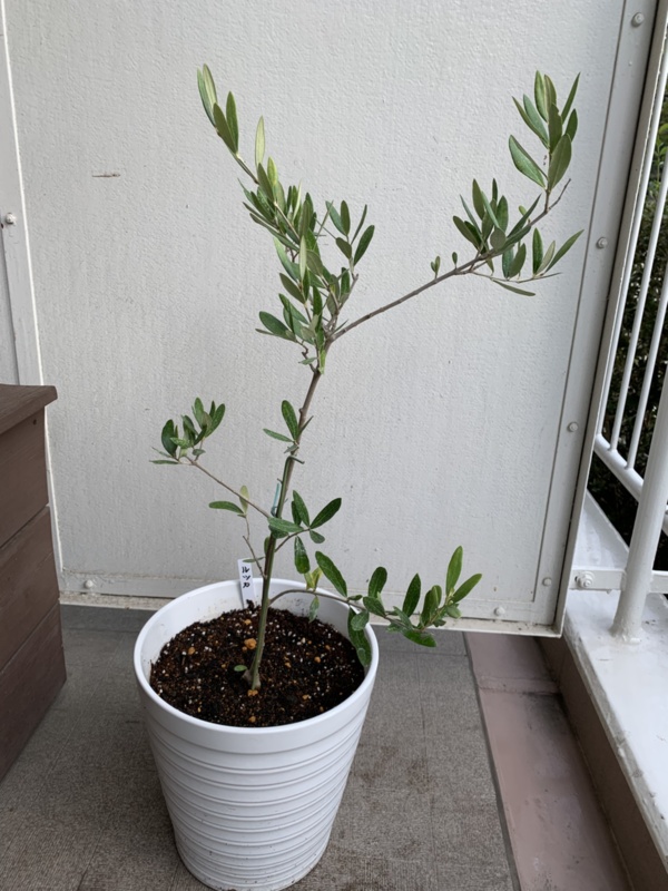 品種色々 オリーブ苗木 1 5または12本 12cmポット 組合せ自由 農家漁師から産地直送の通販 ポケットマルシェ