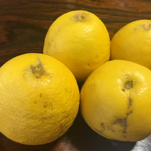 訳ありお買得 ニューサマー オレンジ～初夏を感じさせるさっぱりとしたおいしさ～