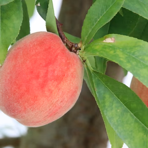 勝沼の地で育まれ硬くてジューシーな小ぶり桃