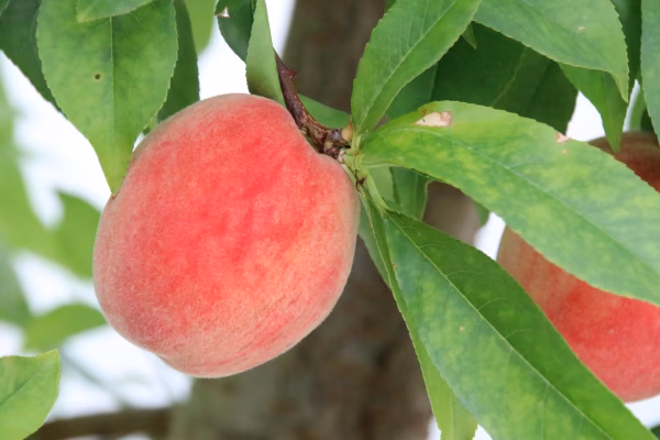勝沼の地で育まれ硬くてジューシーな小ぶり桃
