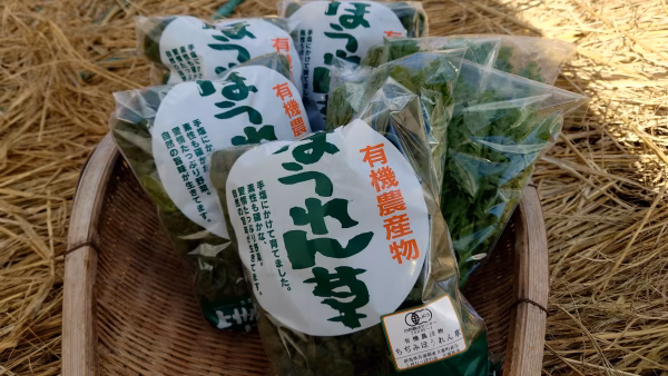 ちぢみほうれん草・春菊詰合せ