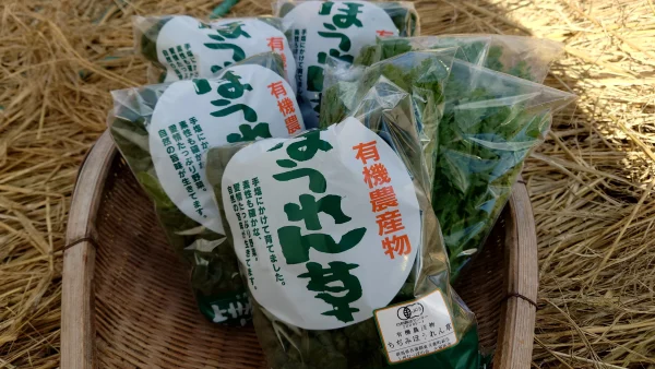 ちぢみほうれん草・春菊詰合せ