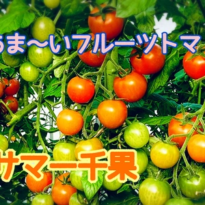 大きめミニトマト