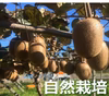  自然栽培キウイフルーツ 【追熟剤付】肥料/農薬/ホルモン剤不使用