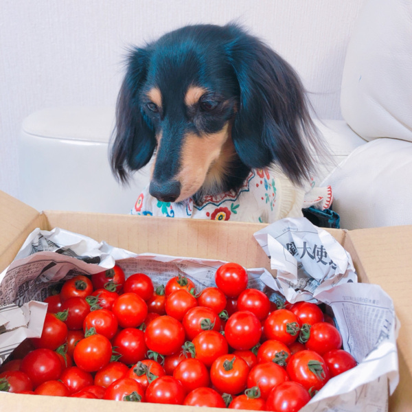 ポケットマルシェ 旬の食べものを農家 漁師から産地直送で通販 取り寄せ