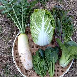 【無化学肥料·無化学農薬】お鍋セット！白菜と大根丸々一つと葉物野菜
