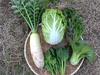 【無化学肥料·無化学農薬】お鍋セット！白菜と大根丸々一つと葉物野菜