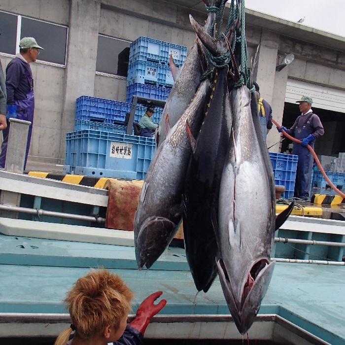 ふるさと納税 国産天然本マグロの赤身・中トロセット C-03 青森県深浦