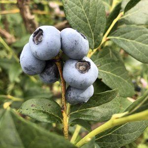 イーハトーブの郷からブルーベリーをお届けします