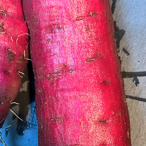 心もホクホク　嬉しいサツマイモ