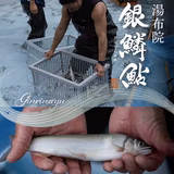 後藤良二 | (有)後藤養魚場