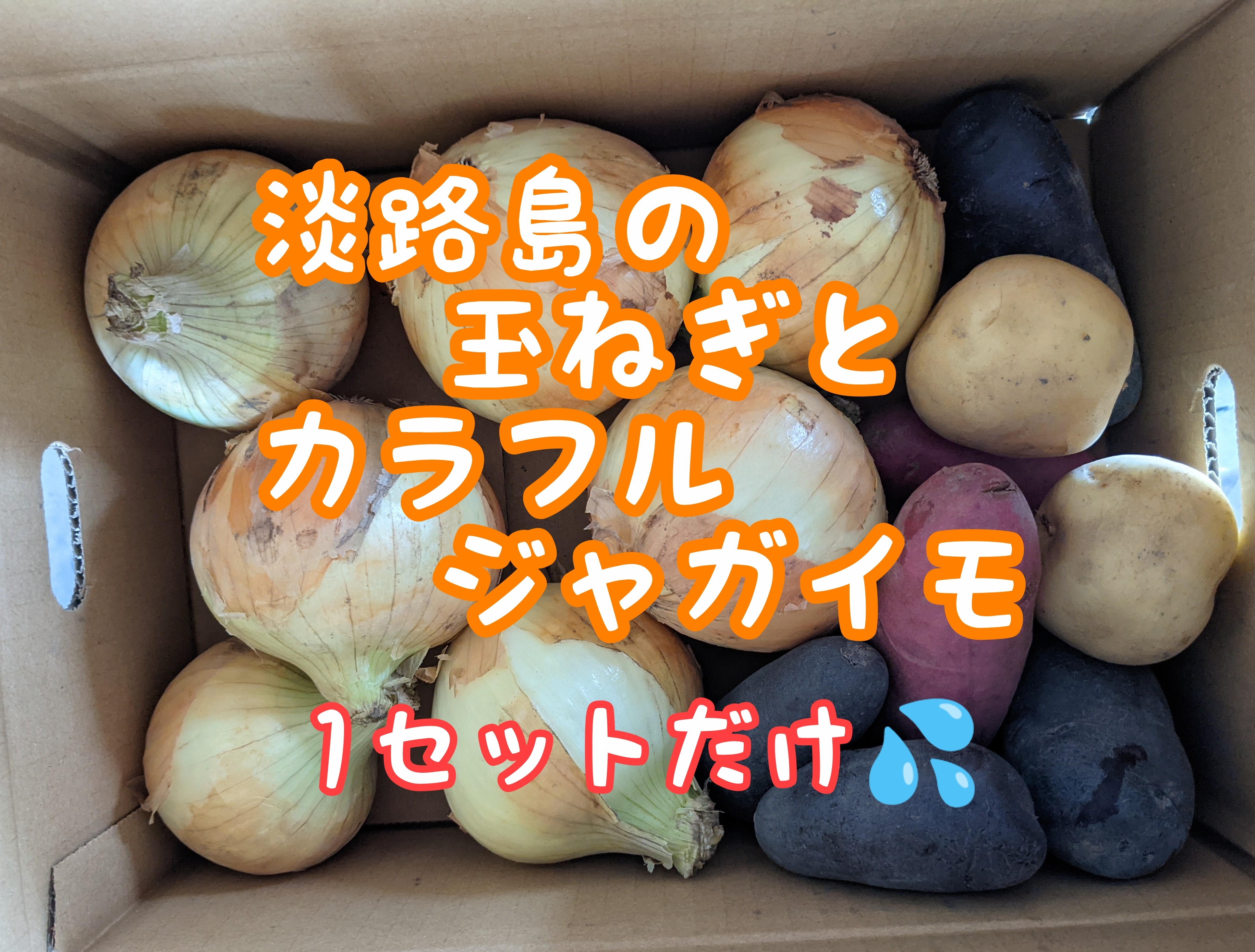 淡路島玉ねぎ 中生 2 5キロとカラフルジャガイモ1キロ 農家漁師から産地直送の通販 ポケットマルシェ