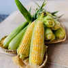【送料込・朝もぎ！・22日お届け予定】とうもろこし10本