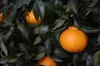 最終値下げ価格☆果汁100％ 柑橘ジュース180ml×５本