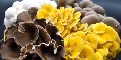 旨味？食感？いいえどっちも🍄個性いろいろ きのこ のたしなみ