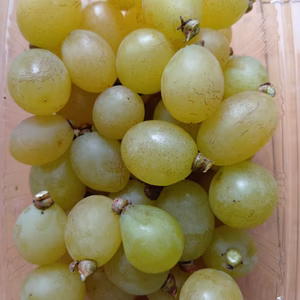 マスカットバラ詰め1kg箱