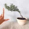 【食べられる盆栽】ローズマリー盆栽　カプリ (PS168)