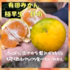 有田みかん　みかん　極早生　日南　レモン　グリーンレモン　計５キロ　セット販売