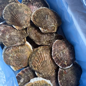 ‼️数量限定‼️新鮮でプリプリな天然ホタテ‼️