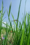 稲刈り前の特別価格‼️ コシヒカリ✳︎新潟米HAPPY✳︎
