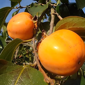 ラスト１点:DIYで干し柿ご家族で手造り【渋柿】【ご家庭用】みえの安心食材