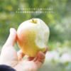 【王林/家庭用】優しい甘さで香り高い青りんご/ネオニコ系農薬不使用/特別栽培
