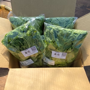 ≪好評につき限定復活！≫菜花100g×20袋セット☆有機JAS認証【約2㎏】