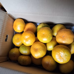 大きな愛媛の極早生みかん 箱込4Ｋ　NO 1❣️みかんの季節到来❣️