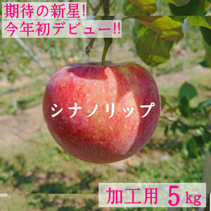 【加工用5kg】シナノリップ 14〜20玉