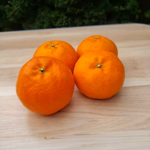 衝撃価格　甘平(カンペイ)２㌔　訳あり不知火デコ2.5㌔　でおまけつき