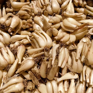 【鳥取県産】素材の栄養丸ごと 根付きらっきょう 1~10kg 土付き