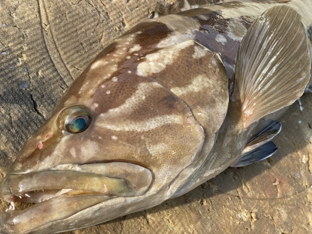松島産 幻の天然クエまるごと一匹 農家漁師から産地直送の通販 ポケットマルシェ