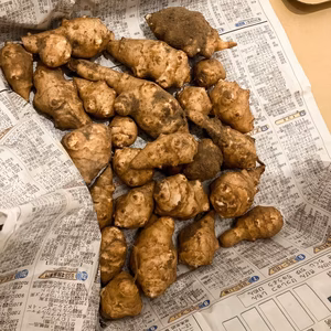 お試し用！【自然栽培　菊芋】コンパクト便にぎっしり！