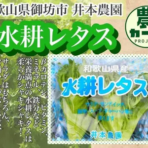 【クール】和歌山県産 水耕レタス10袋