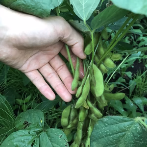 【小枝付き枝豆20本 + 旬野菜8種】