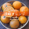 生搾りジュースに！ご家庭向きの清峰オレンジ【農薬不使用】