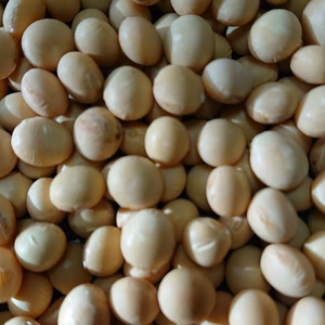 ぽっけの黄大豆【北海道自然栽培】