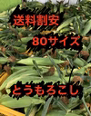 特別価格「80サイズ」朝どり「おおもの」とうもろこし「割安」
