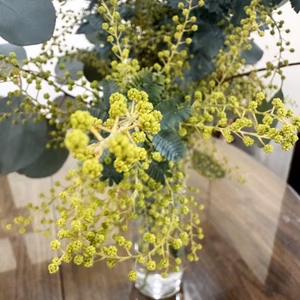 【ふわふわのミモザ10本〜つぼみ〜】蕾がふわふわ咲き始めました！順次出荷中！