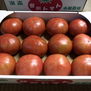 【お試し価格】湘南発・トマトが大好きな方にオススメ♡２Ｌ以上の特大サイズ♪