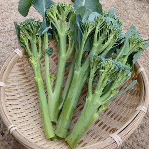 【新鮮採れたて】クール便 まっつん農園のスティックセニョール！