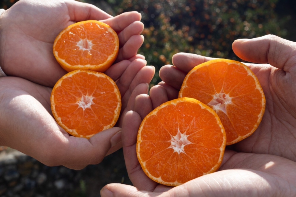 予約割引）真穴（まあな）産地直送 甘熟みかん 2S~S 贈答 家庭用