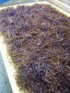 天然✨　ふのり　（乾燥）　伊勢志摩　　フノリ　　布海苔